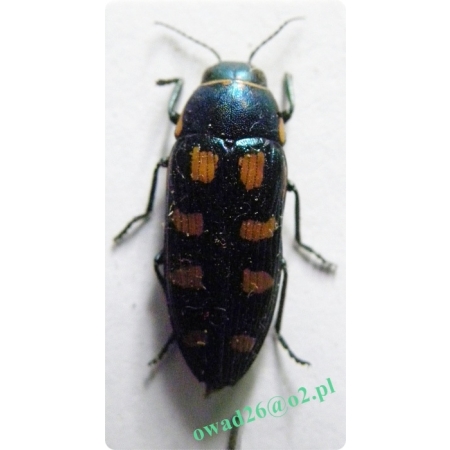 Buprestis octoguttata Linnaeus, 1767 Bogatek ośmioplamkowy